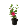 Dipladenia Premier Hot Pink