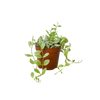 Succulent Dischidia Cascade