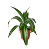 Dracaena 'Massangeana' - 4 Pot
