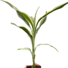 Dracaena 'Sanderiana'
