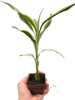 Dracaena 'Sanderiana'