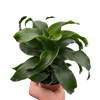 Dracaena 'Twister'