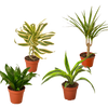4 Different Dracaenas Variety Pack - Live House Plant - 4 Pot