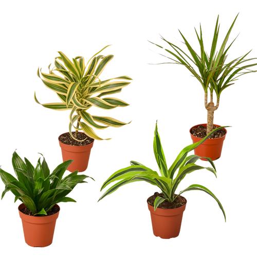 4 Different Dracaenas Variety Pack - Live House Plant - 4 Pot