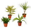 4 Different Dracaenas Variety Pack - Live House Plant - 4 Pot