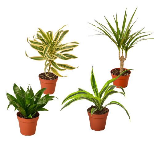 4 Different Dracaenas Variety Pack - Live House Plant - 4 Pot