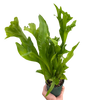 Fern 'Green Flame'