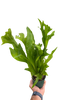 Fern 'Green Flame'