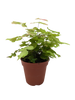 Large Leaf Maidenhair Fern | Delicate Humidity-Loving Plant | House Plant Shop