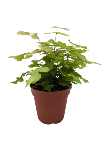 Large Leaf Maidenhair Fern | Delicate Humidity-Loving Plant | House Plant Shop