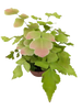 Large Leaf Maidenhair Fern | Delicate Humidity-Loving Plant | House Plant Shop