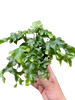 Fern 'Nicolas Diamond'