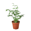 Fern 'Silver Lace'