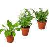 3 Fern Variety Pack - Live Plants - 4 Pot - House Plant
