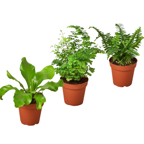 3 Fern Variety Pack - Live Plants - 4 Pot - House Plant