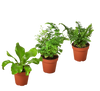 3 Fern Variety Pack - Live Plants - 4 Pot - House Plant