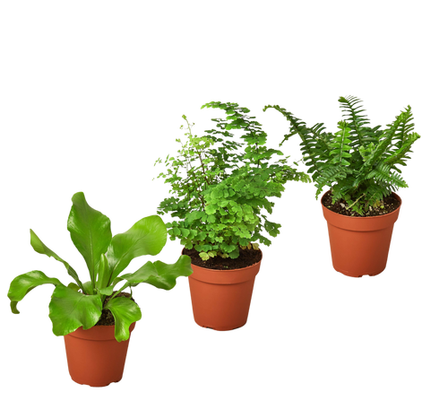 3 Fern Variety Pack - Live Plants - 4 Pot - House Plant