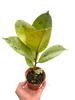 Ficus 'shivereana' (Moonshine)