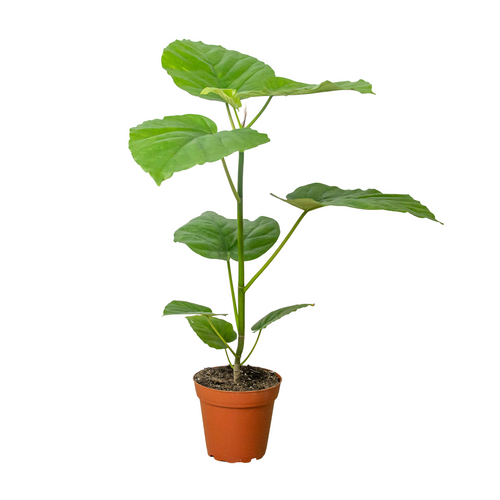 Ficus 'Umbellata' | Umbrella Tree Fig with Heart-Shaped Leaves | House Plant Shop