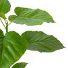 Ficus 'Umbellata' | Umbrella Tree Fig with Heart-Shaped Leaves | House Plant Shop