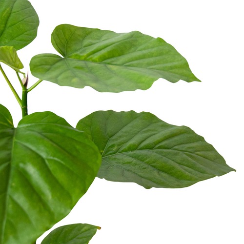 Ficus 'Umbellata' | Umbrella Tree Fig with Heart-Shaped Leaves | House Plant Shop