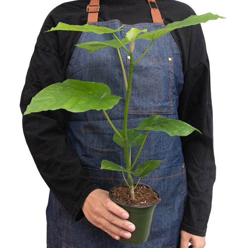 Ficus 'Umbellata' | Umbrella Tree Fig with Heart-Shaped Leaves | House Plant Shop