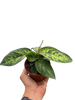 Homalomena 'Camouflage'