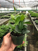 Hoya 'Australis'
