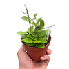 Hoya Bilobata