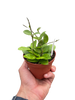 Hoya Bilobata