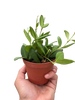 Hoya Chouke
