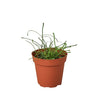 Hoya 'Grass Leafed' - 4 Pot