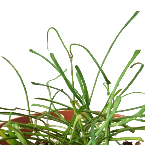Hoya 'Grass Leafed' - 4 Pot