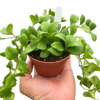 Hoya Heuschkeliana