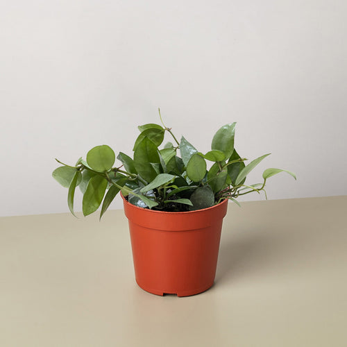 Hoya Krohniana Super Silver