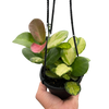 Hoya 'Lisa'