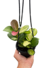 Hoya 'Lisa'