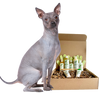 4-HAIRLESS PETS *DOG RESTORATIVE KIT