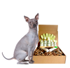4-HAIRLESS PETS *DOG RESTORATIVE KIT