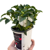 Impatiens