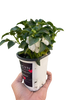 Impatiens