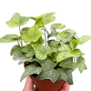 Ivy Tropical Blizzard