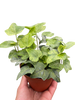 Ivy Tropical Blizzard