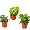 3 Different English Ivy Plants - 4 Pot - Live House Plant