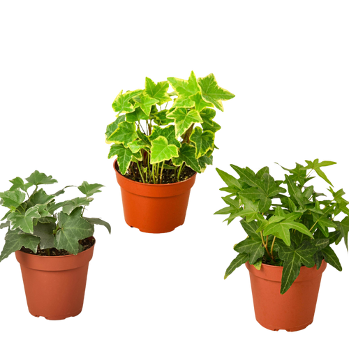 3 Different English Ivy Plants - 4 Pot - Live House Plant