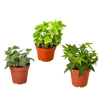 3 Different English Ivy Plants - 4 Pot - Live House Plant