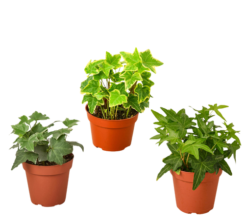 3 Different English Ivy Plants - 4 Pot - Live House Plant