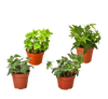 4 Different English Ivy Plants - 4 Pots - Live House Plant