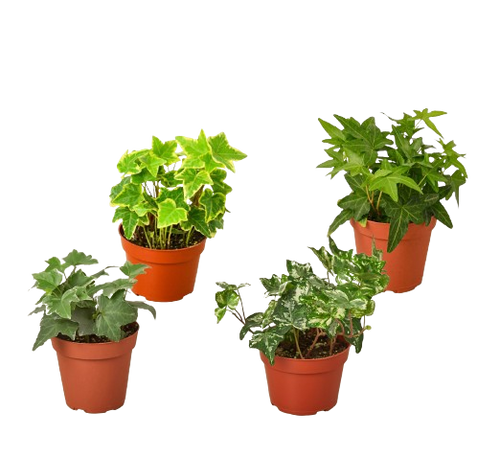 4 Different English Ivy Plants - 4 Pots - Live House Plant