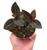 Ludisia Discolor